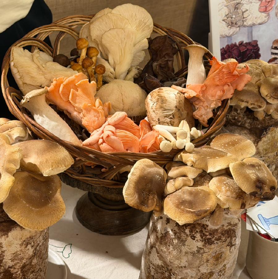 Basket of assorted gourmet mushrooms at SALT by Goya